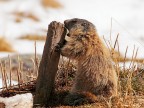 Marmotta # 13