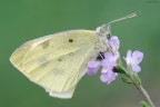 Pieris brassicae 
Dati exif: ISO 100 - f/14 - 1/2 sec. - esp. +1.0 - luce naturale - cavalletto - scatto remoto - plamp

[url=http://img822.imageshack.us/img822/9121/pieris3000px.jpg] Alta risoluzione 3000px [/url]

Graditi commenti e critiche
Max