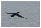 Cormorano in volo 3 Cormorano in volo 3