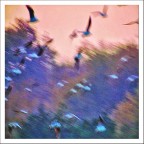 voli pindarici voli pindarici