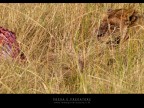 Commenti e consigli sono sempre ben accetti.

Canon D MK IV + Canon 300 mm

iso 800 tv 1/200 av 20.0 Masai Mara - Kenya