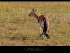 Commenti e consigli sono sempre ben accetti.

Canon D MK IV + Canon 300 mm

iso 500 tv 1/1000 av 8.0 Masai Mara - Kenya