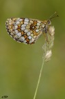 melitaea athalia melitaea athalia