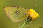 Colias crocea 
Dati exif: ISO 100 - f/13 - 1/13 sec. - esp. +1.0 - luce naturale - cavalletto - scatto remoto - plamp

[url=http://img547.imageshack.us/img547/5065/coliascrocea2500px.jpg] Alta risoluzione 2500px [/url]

Graditi commenti e critiche
Max