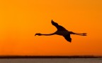 Flamingo sunset