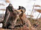 Marmotta # 14