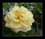 . . .yellow rose. . . . . .yellow rose. . .