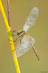 Sympetrum fonscolombii 
Dati exif: ISO 100 - f/11 - 1/6 sec. - esp. +0.7 - luce naturale - cavalletto - scatto remoto - plamp

[url=http://img825.imageshack.us/img825/3059/sympetrumfonscolombii40.jpg] Alta risoluzione 4000px [/url]

Graditi commenti e critiche
Max