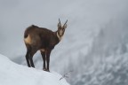 Sabato scorso, durante una nebbiosa giornata nel Parco Nazionale del Gran Paradiso.

Ciao a tutti

Dati di scatto:
Canon Eos 7D - Canon EF 70-300mm f/4-5.6 L IS USM
1/1250 sec. - f. 5.6 - iso 800