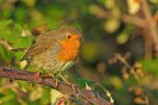 Pettirosso (Erithacus rubecola) Pettirosso (Erithacus rubecola)