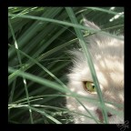 Find me Find me