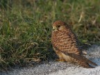 Falco Tinnnuculus (il gheppio) Falco Tinnnuculus (il gheppio)