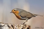 pettirosso(Erithacus rubecula) pettirosso(Erithacus rubecula)