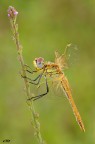 Sympetrum fonscolombii (Sélys, 1840) hd Sympetrum fonscolombii (Sélys, 1840) hd