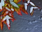 L'autunno  finito...