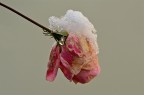 Rosa invernale Rosa invernale