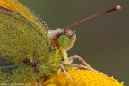 Colias crocea (Geoffroy, 1785)

www.rossidaniele.com

Canon EOS 7D + Sigma 180mm f/3.5 EX DG HSM Macro
f16 - 1/4 - ISO 100
19.06..2012 ore 6.31
Suggerimenti e critiche sempre ben accetti
[url=http://www.rossidaniele.com/HR/_MG_2922copia-mdc-1500.jpg]Versione HR[/url]