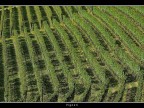 Vigneti # 11 Vigneti # 11