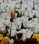 trasparenze trasparenze