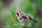 Cardellino