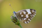 Pontia edusa (Fabricius, 1777) Pontia edusa (Fabricius, 1777)