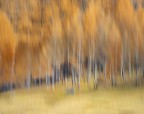 Bosco di larici in Val Varia.