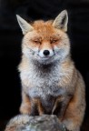 Fox Fox