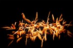 Fire Fire