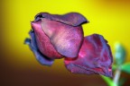 La rosa nera La rosa nera