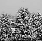 E' Natale...Io sono pronto!!! Chi ha le mie palle??? E' Natale...Io sono pronto!!! Chi ha le mie palle???