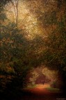 Quattro passi tra "i colori dell'autunno" Quattro passi tra "i colori dell'autunno"