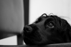 Audrey