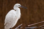 Garzetta (Egretta garzetta) Garzetta (Egretta garzetta)
