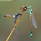 La strana coppia La strana coppia