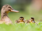 Happy family
