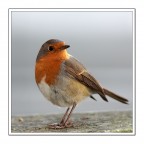 Pettirosso Pettirosso