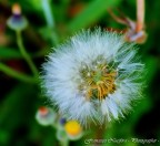 La vita e un soffio La vita e un soffio