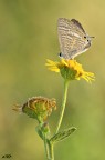 lampides boeticus ( linnaeus 1767) lycaenidae lampides boeticus ( linnaeus 1767) lycaenidae