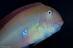 Da far invidia al pi caleidoscopico dei pesci tropicali.
Un Pesce pettine "nostrano".