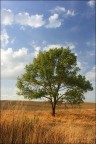 L'albero......