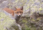 Fox Fox