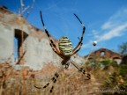 Argiope bruennichi nell'isola abbandonata Argiope bruennichi nell'isola abbandonata