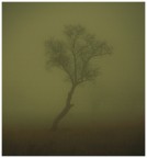 tree tree