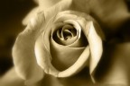 Rosa di cartapesta Rosa di cartapesta
