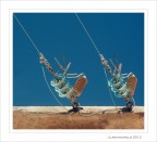 Tiro... alla fune Tiro... alla fune