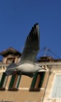 gabbiano comune gabbiano comune