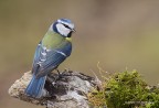 Cinciarella (Cyanistes caeruleus), c & c sono graditi, ciao Elio
Canon 1D MK IV - Canon 400mm - Iso 320 -1/320s - f/8 - 0.00 eV - nr. 1 flash - pp Ps Cs6
[url=http://img268.imageshack.us/img268/6325/cinciarellacyanistescae.jpg]Clicca qui per la versione ad alta risoluzione![/url]