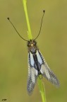 libelloides