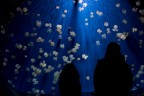 acquario acquario