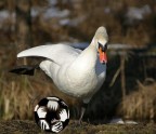 Cigno calciatore Cigno calciatore